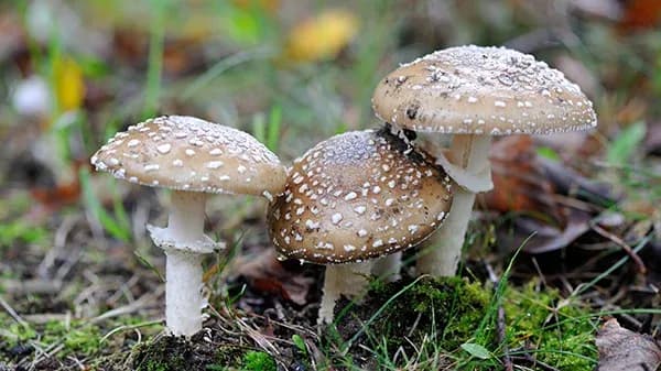 Czubajka cuchnąca - właściwości i zastosowanie