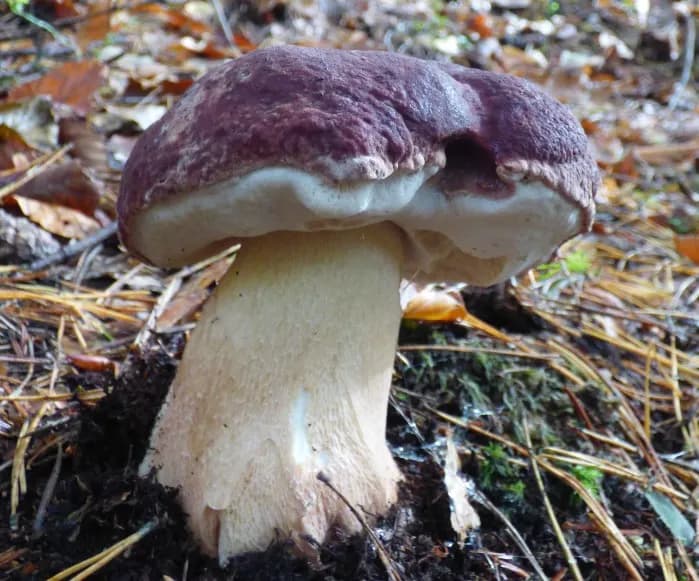 Jak rozpoznać borowika sosnowego: profesjonalne cechy i występowanie