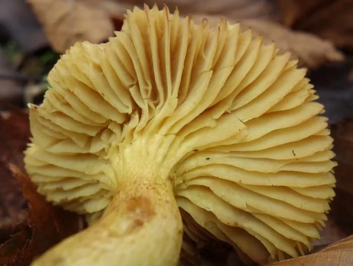 Gąska siarkowa - charakterystyka i zastosowanie