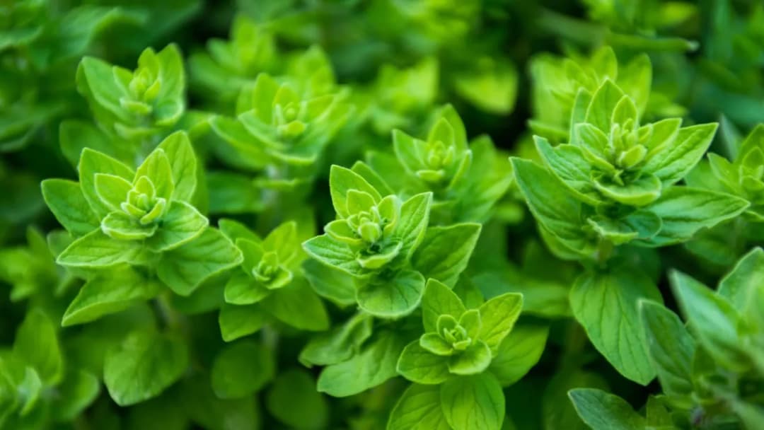 Oregano jak stosować: skuteczne metody i dawkowanie dla zdrowia
