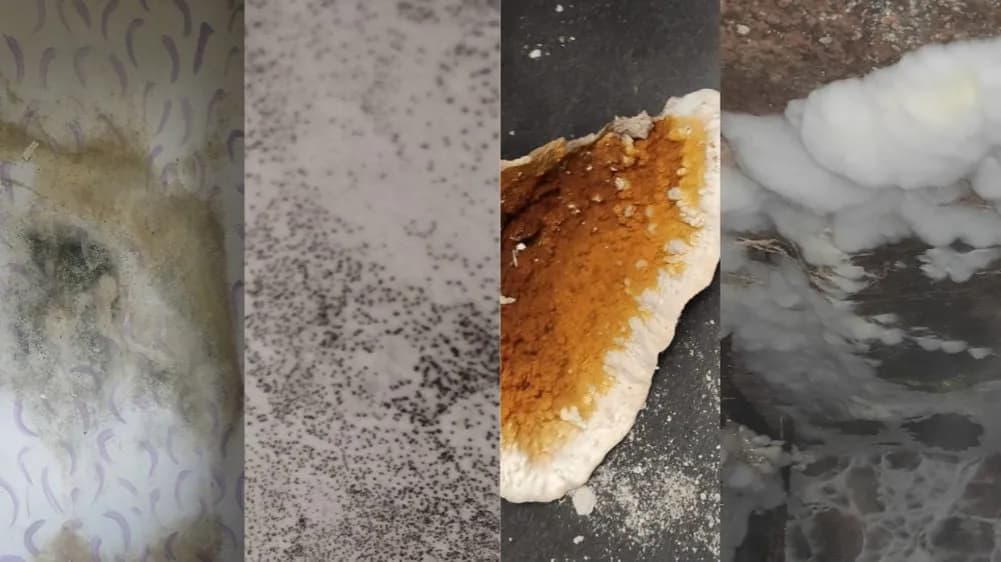 Grzyby drewna w naszym domu: jak skutecznie rozpoznać i zwalczyć problem