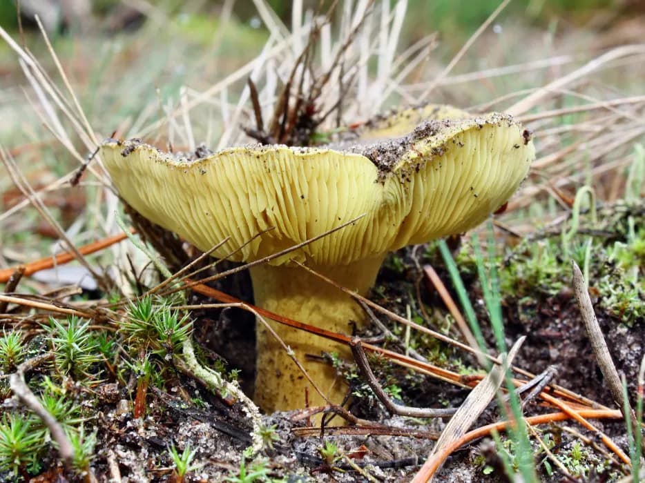 Gąska pieprzna: ten trujący grzyb łatwo pomylić z jadalnymi gatunkami