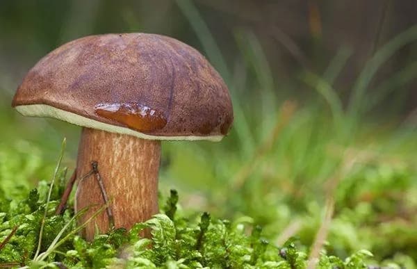 Jak rozpoznać duży podgrzybek - szczegółowy opis wyglądu i wymiarów grzyba