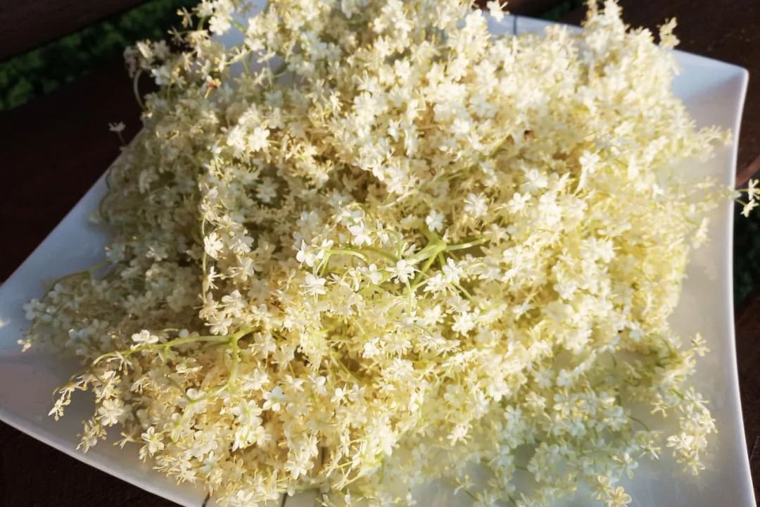 Letnia ochłoda z syropu z kwiatu bzu? Oto przepis prosto od babci