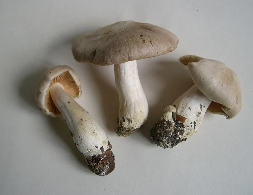 Gęśnica wiosenna: co to za gatunek?