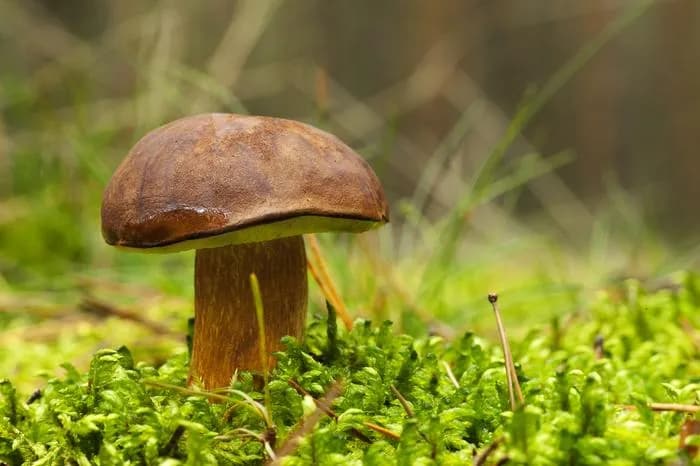 Gdzie na grzyby w okolicach Lublina - najlepsze miejsca