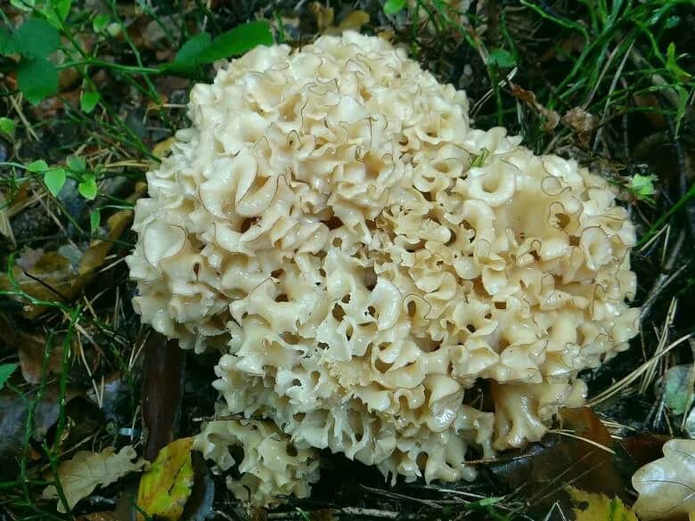 Grzyb gwiazdosz w Polsce: poznaj fascynujący świat tajemniczych purchawek