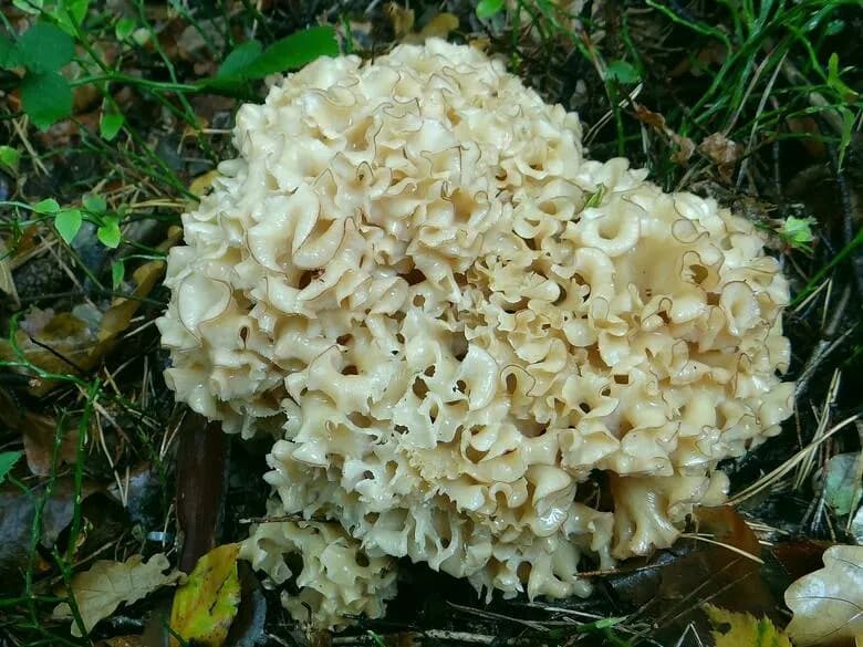 Grzyb gwiazdosz w Polsce: poznaj fascynujący świat tajemniczych purchawek