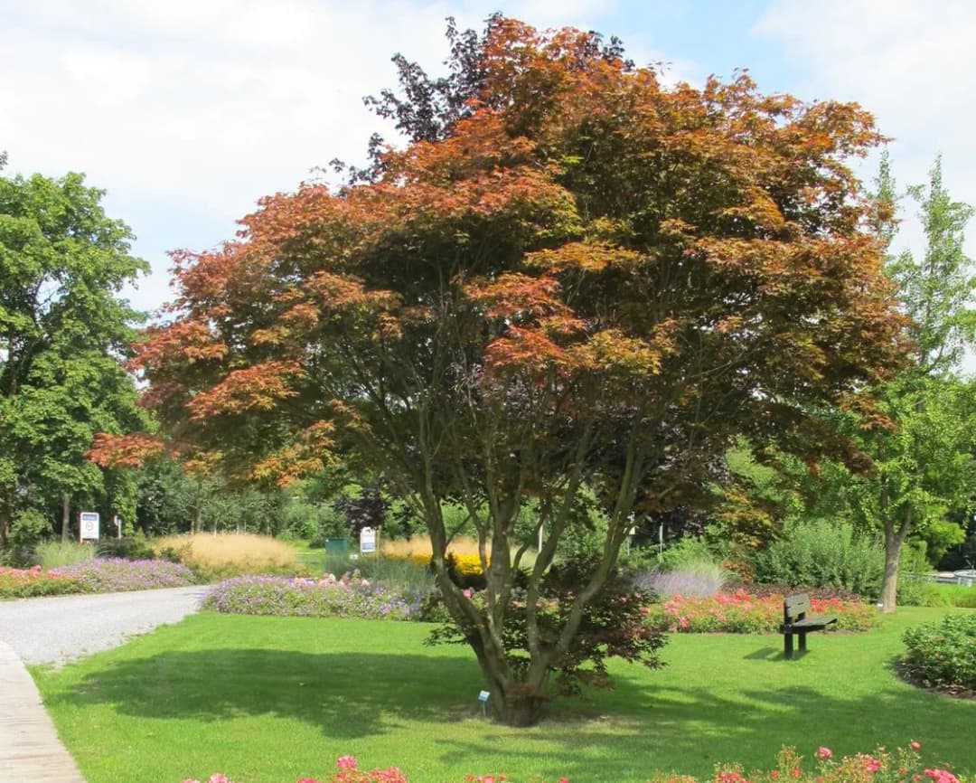 Jabłoń indyjska: fascynujące drzewo o wielu zastosowaniach
