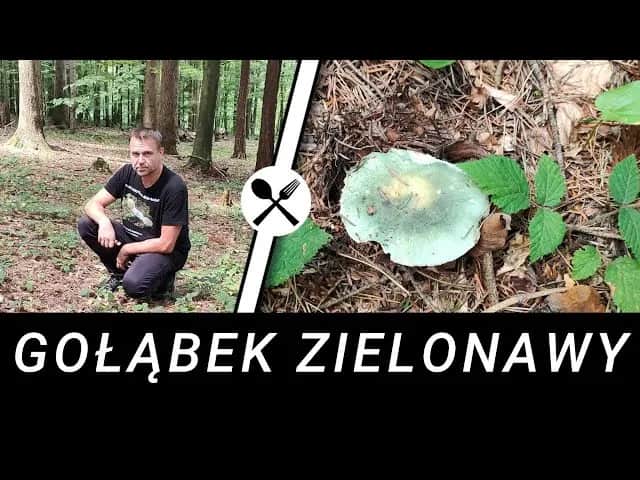 Jak rozpoznać gołąbka błotnego i bezpiecznie zebrać go w lesie