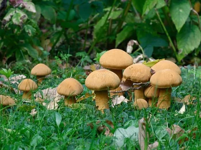Śmiertelnie trujące żółte grzyby: jak je rozpoznać i uniknąć?