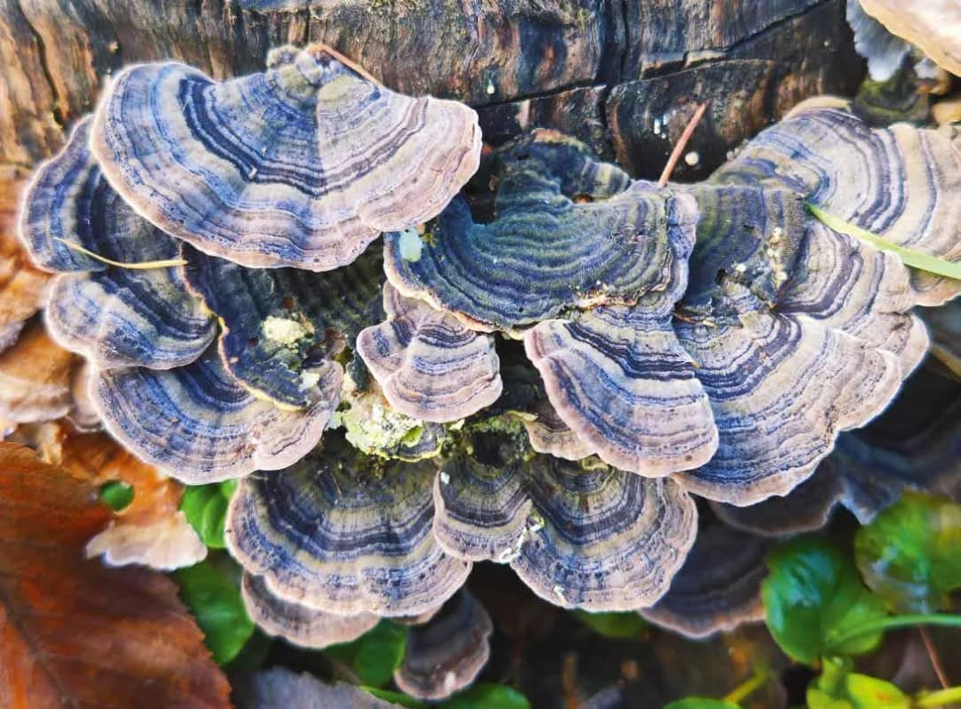 Grzyby jadalne rosnące na pniach drzew