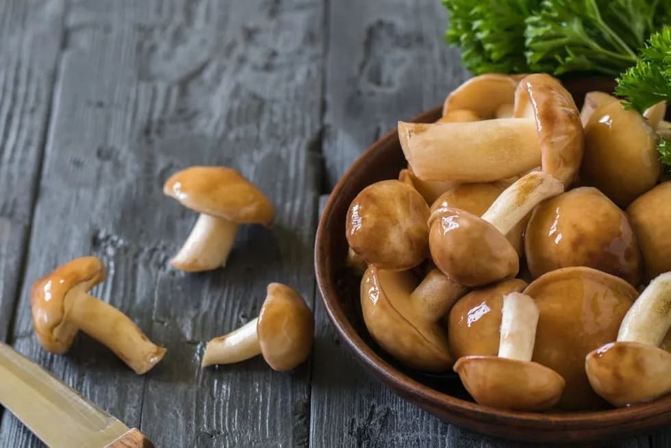 Jak suszyć maslaki, gąski i zajączki - porady