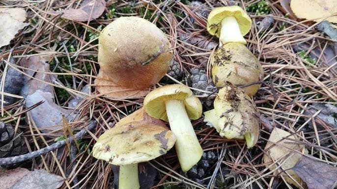 Gąska rozgówata w lesie - jak bezpiecznie zbierać i rozpoznawać gatunki