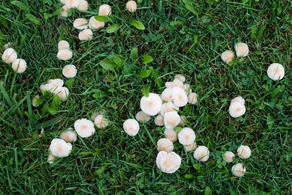 Pozbycie się białych grzybów na trawniku: 5 skutecznych sposobów