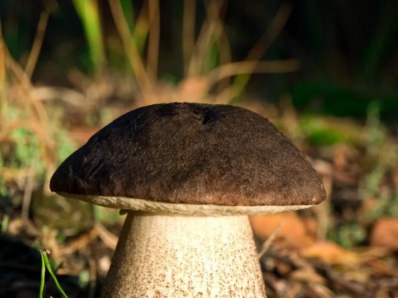 Grzyb stojak: jak rozpoznać koźlarza babkę na spacerze w lesie