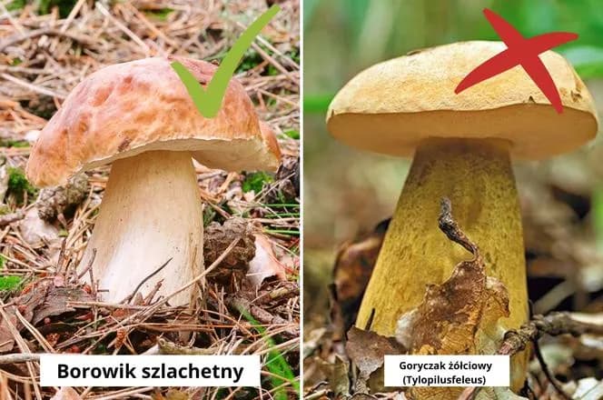 Jak rozpoznać grzyby z lepkim kapeluszem i nie pomylić z trującymi