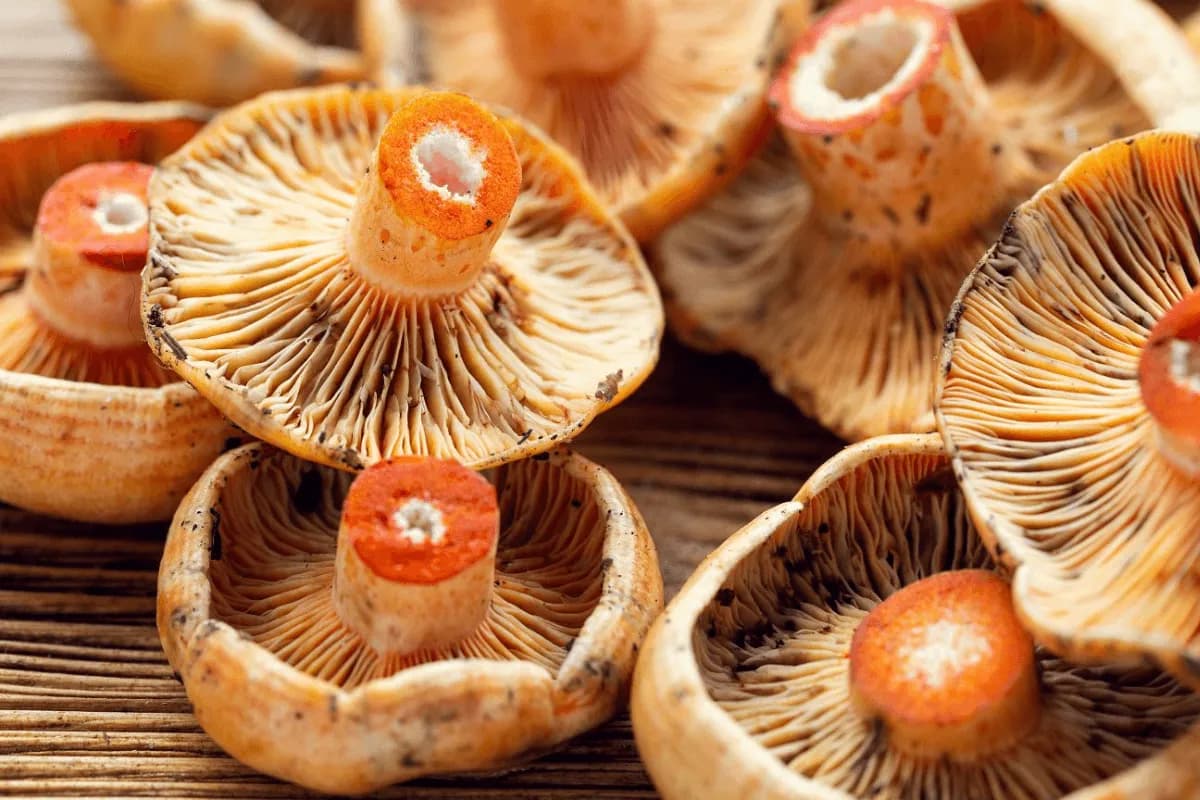 Czy mrożenie rydzów to dobry sposób na zachowanie ich smaku?