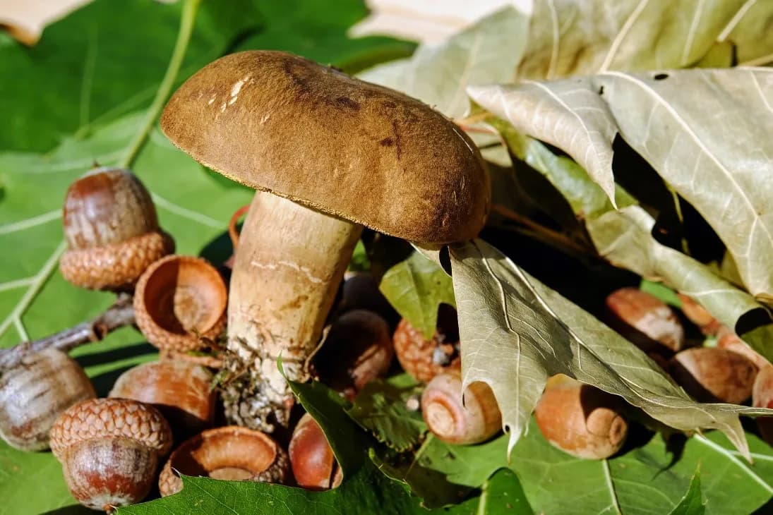 Brązowy grzyb z gąbką – poznaj trujące i niejadalne gatunki