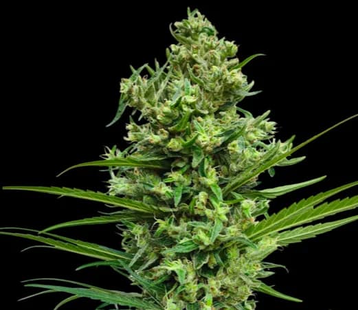 Droga Amnesia Haze do szczytu światowej popularności – jak to się zaczęło?