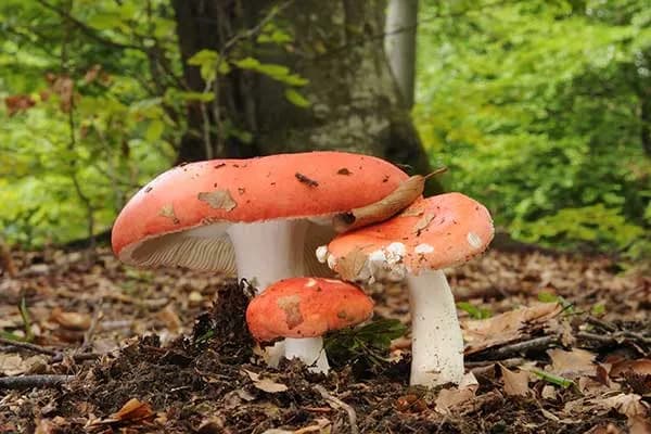Gołąbek wymiotny: jak uchronić się przed niebezpiecznym grzybem leśnym