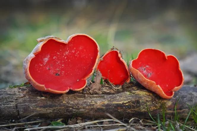 Czarka - fascynujący zimowy grzyb, którego musisz poznać w lesie