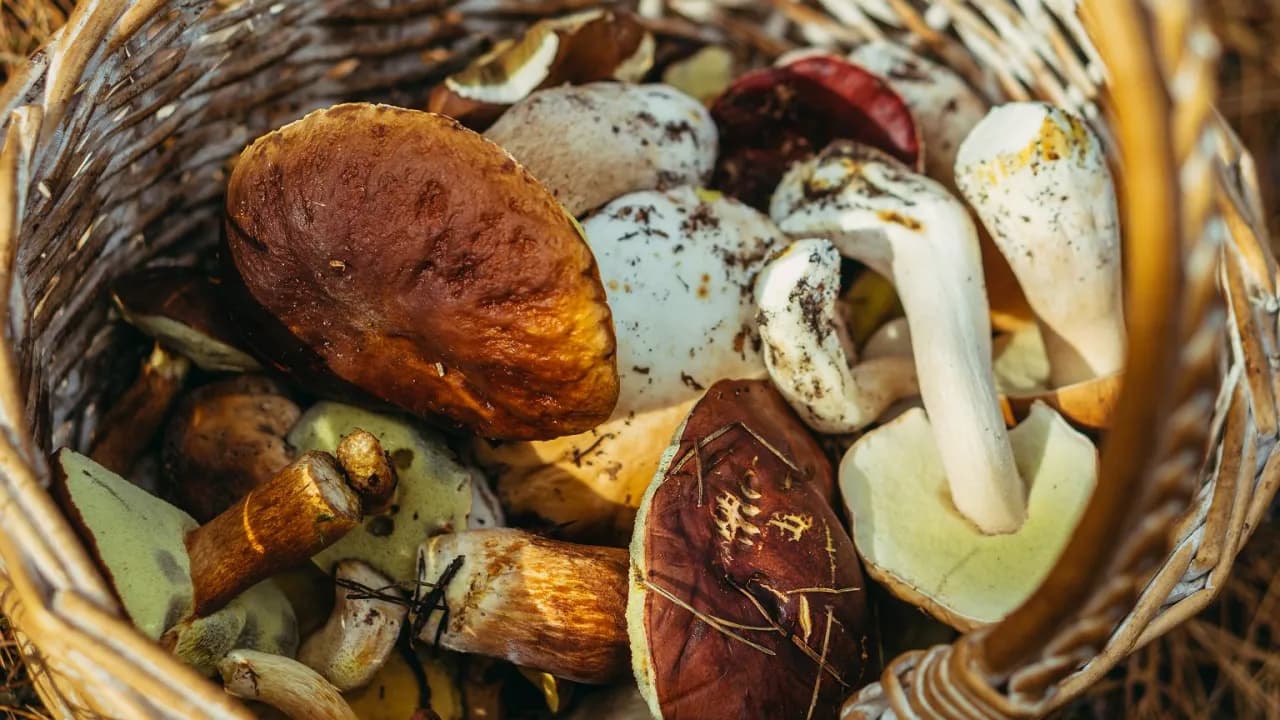 Najlepsze miejsca na grzyby w Wielkopolsce: mapa grzybiarza 2023