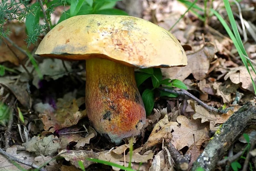 Borowik ponury na zdjęciach - kompletny atlas rozpoznawania groźnego grzyba