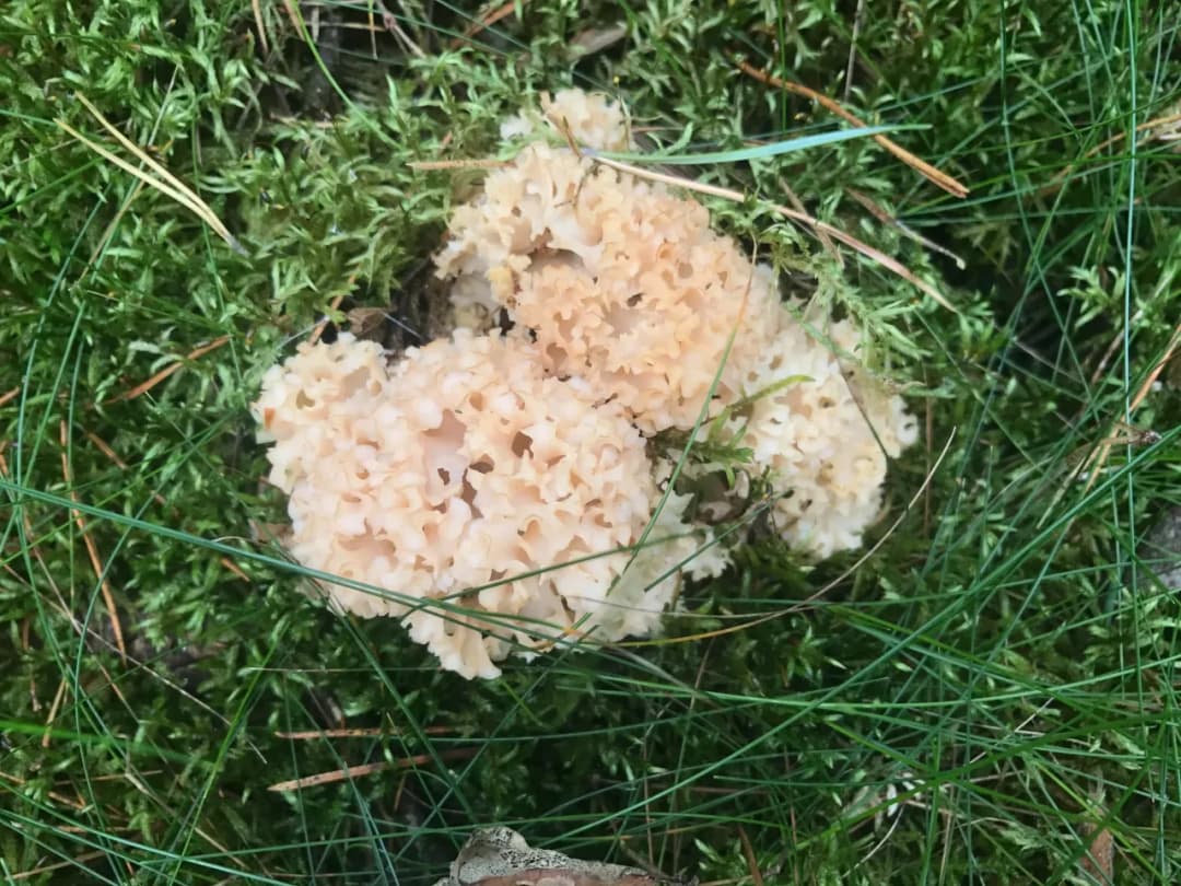 Najcenniejsze grzyby jadalne w Polsce - poznaj ich wartość i właściwości