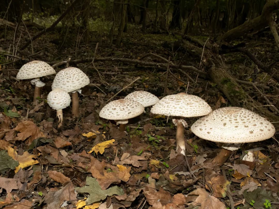 Kania czerwieniejąca: Czubajka czerwieniejąca a kania