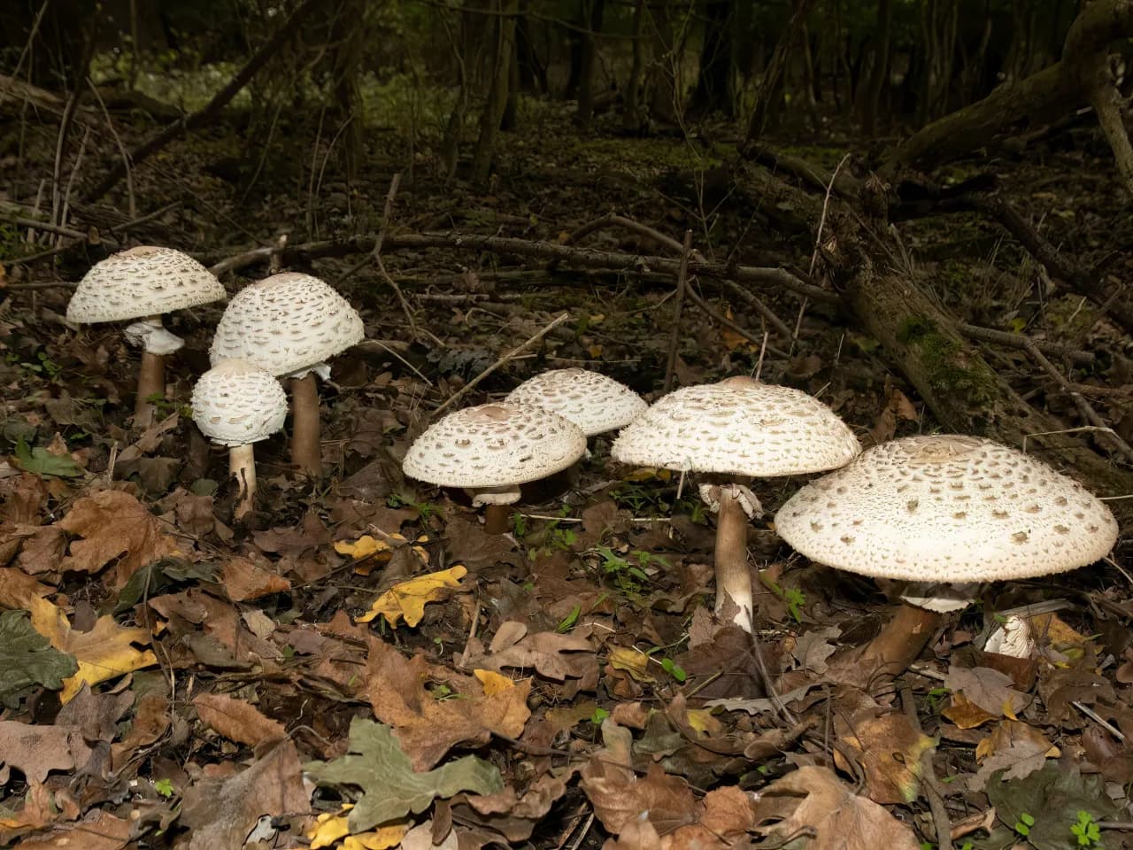 Kania czerwieniejąca: Czubajka czerwieniejąca a kania