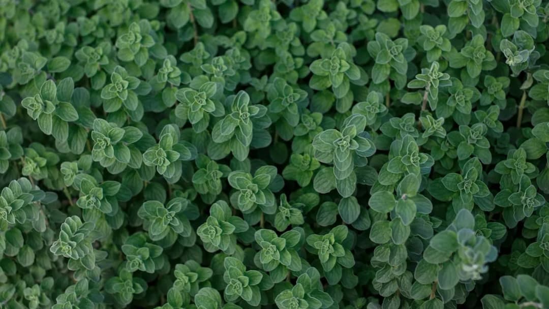 Świeże oregano do czego pasuje – odkryj jego niezwykłe zastosowania w kuchni