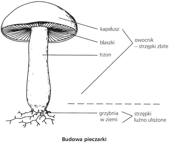 Poznaj fascynujące części grzyba wytwarzające zarodniki: budowa i funkcje