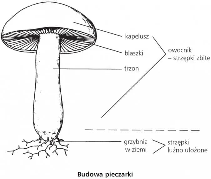 Poznaj fascynujące części grzyba wytwarzające zarodniki: budowa i funkcje