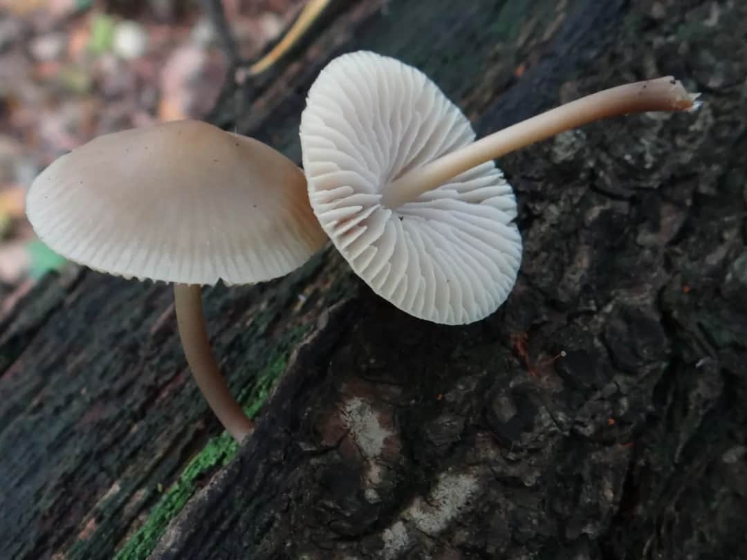 Grzybówka hełmiasta: czy można ją bezpiecznie zbierać i spożywać?