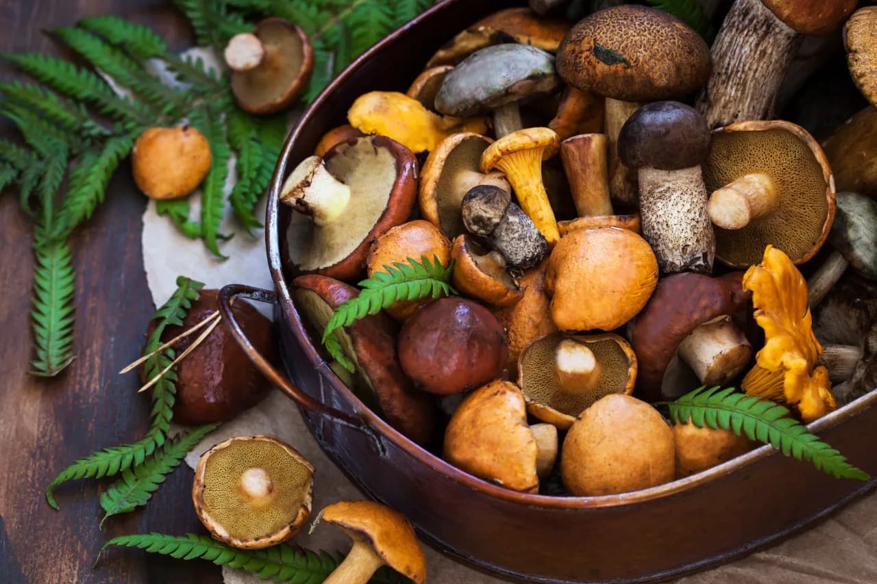 Jak gotować grzyby? Oto 5 trików na idealne danie pełne aromatu