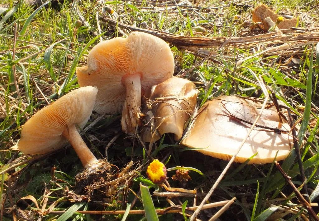 Ciemnobiałka płowa - poznaj smak i wartości odżywcze tego niezwykłego grzyba