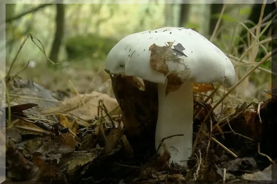 Jak rozpoznać gąskę gołębią? Wszystko o grzybie i jego występowaniu