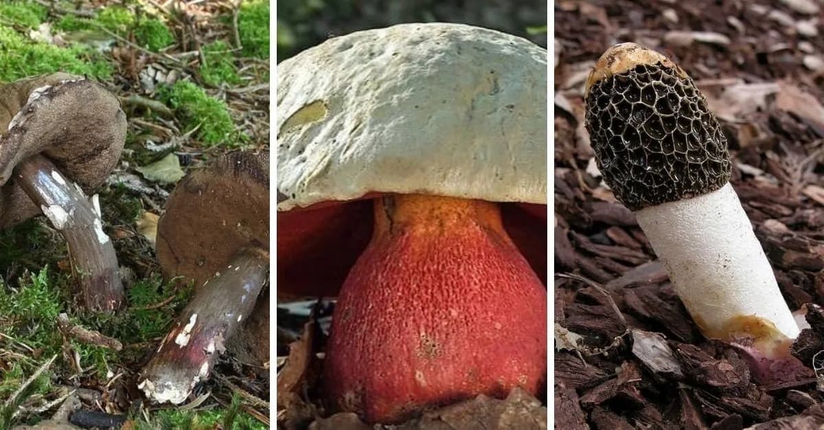 Jak rozpoznać grzyba siatkę? Kompletny atlas z opisem i zdjęciami