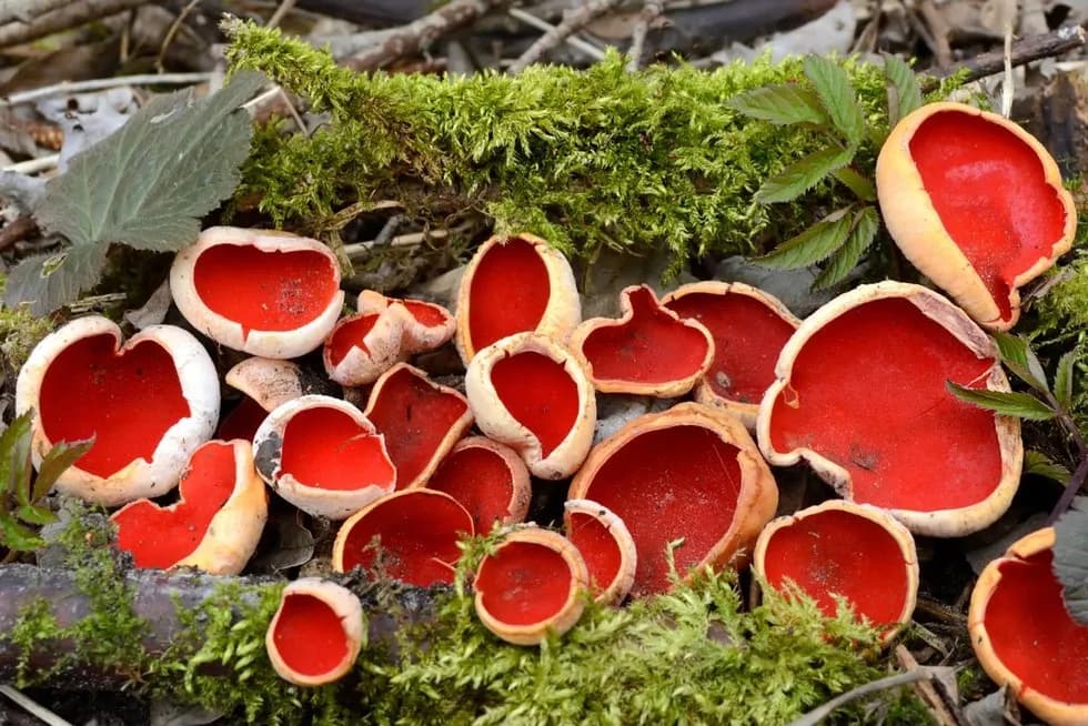 Czarka szkarłatna: informacje, przepis, jadalność