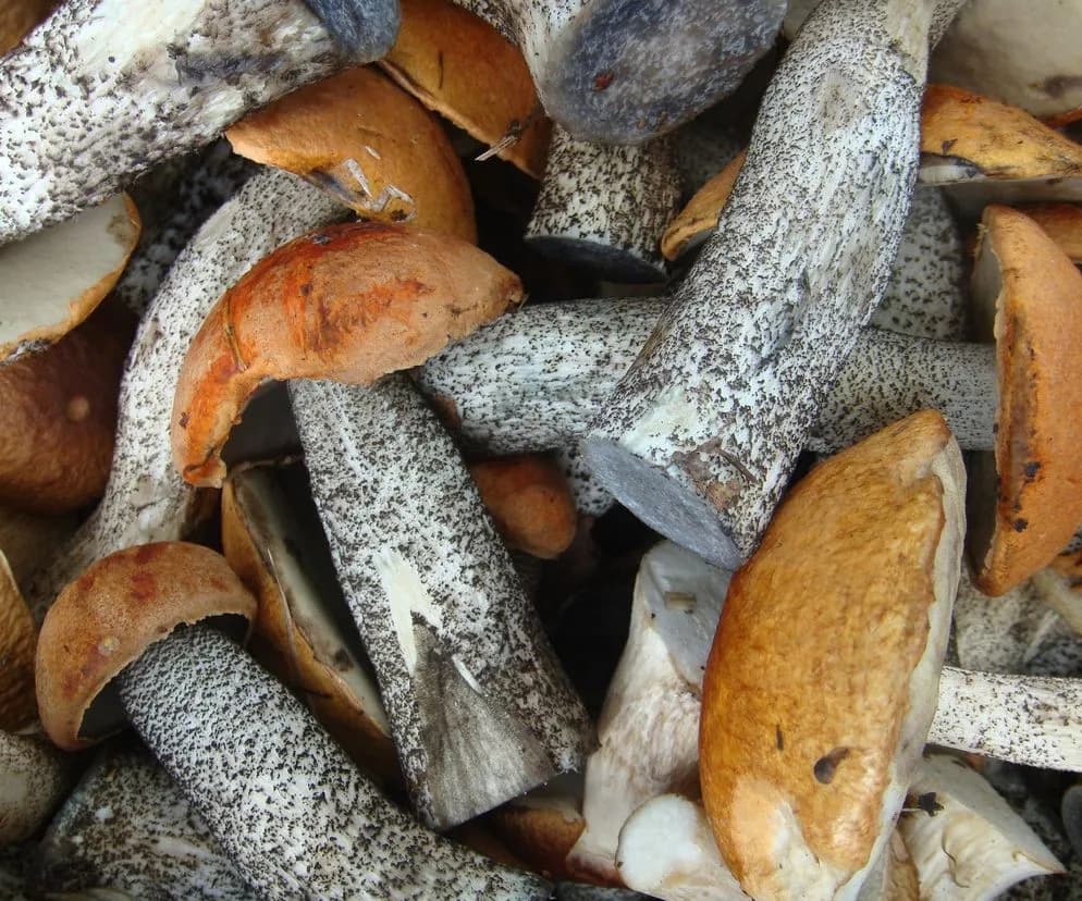 Borowik Biały - Gdzie rośnie, Jakie są cechy, Jak go rozpoznać