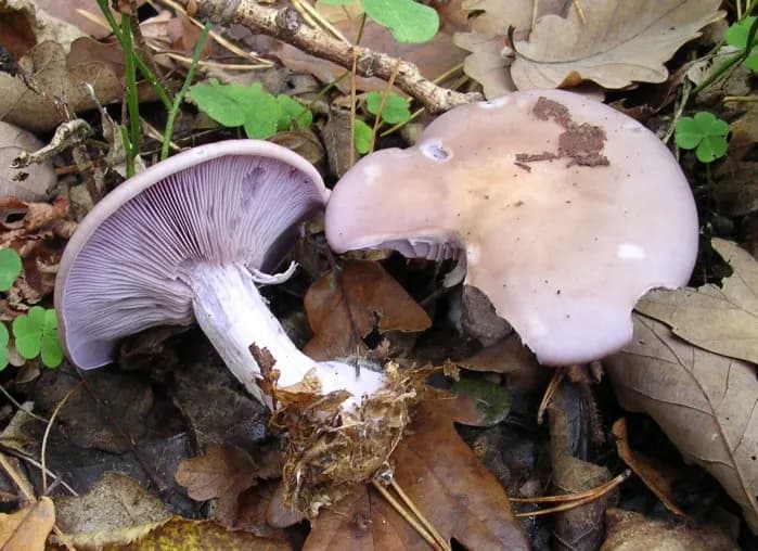 Gąska fioletowa - jak rozpoznać i przygotować ten wyjątkowy grzyb jadalny