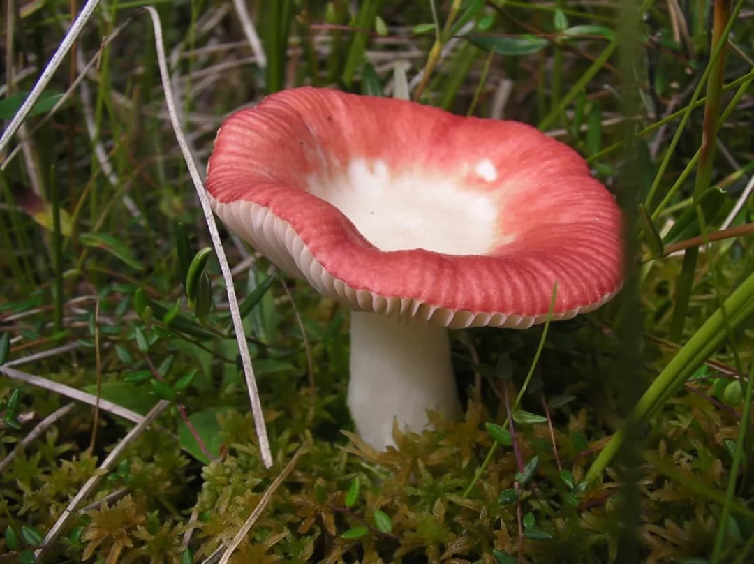 Gołąbek wymiotny - Cechy, właściwości, zastosowanie