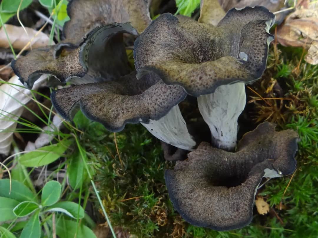 Grzyb wronie uszy - gdzie rośnie i jak go rozpoznać w lesie? Poradnik