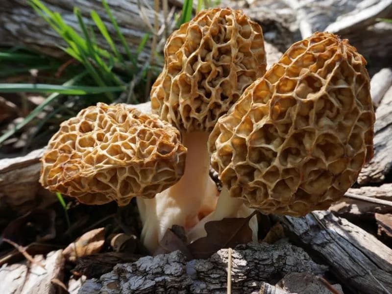 Gdzie i kiedy zbierać grzyby wiosenne - kompletny atlas jadalnych gatunków