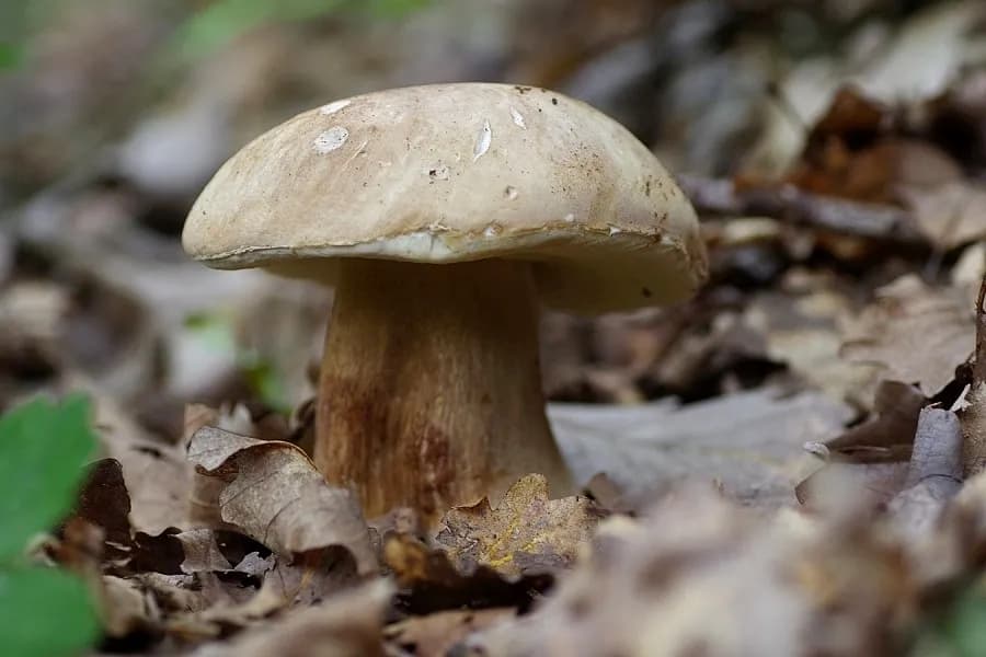 Jak rozpoznać borowika jasnego w lesie - praktyczne wskazówki grzybiarza