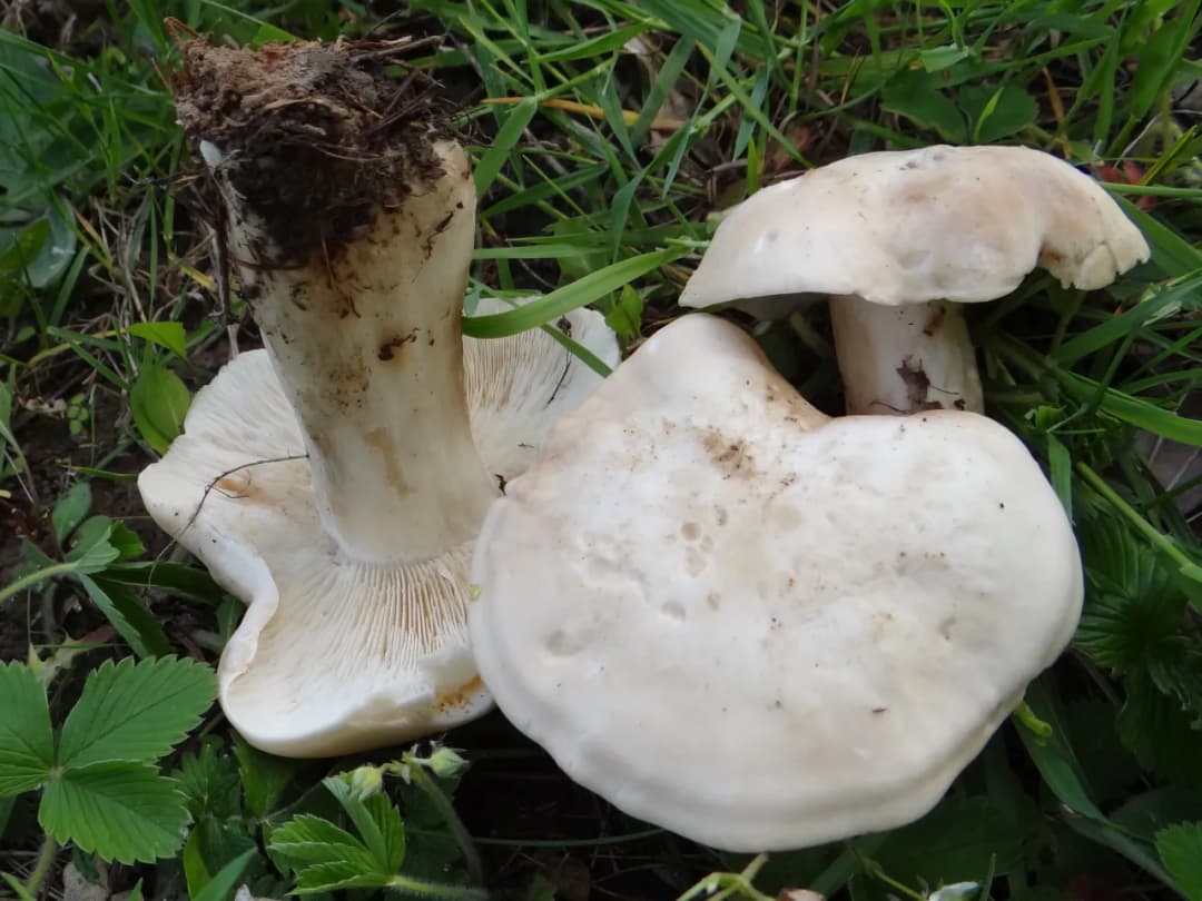 Gęśnica wiosenna - jak rozpoznać ten smaczny grzyb i uniknąć pomyłki