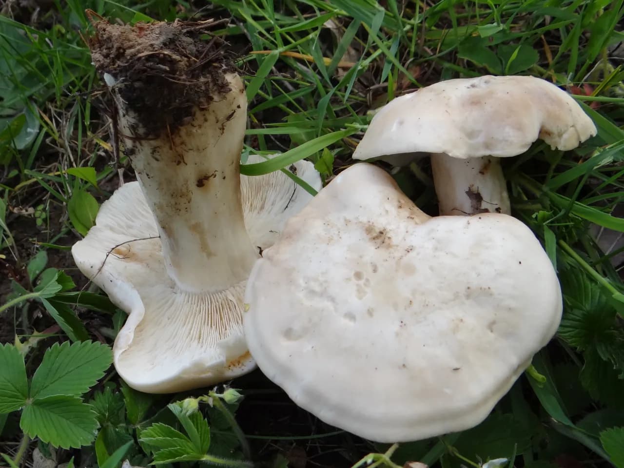 Gęśnica wiosenna - jak rozpoznać ten smaczny grzyb i uniknąć pomyłki