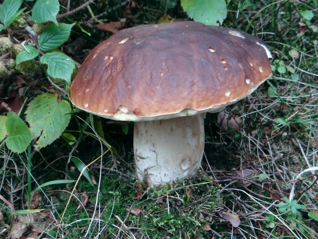 Poznaj grzyby z rodziny borowikowatych - kompletna charakterystyka gatunków