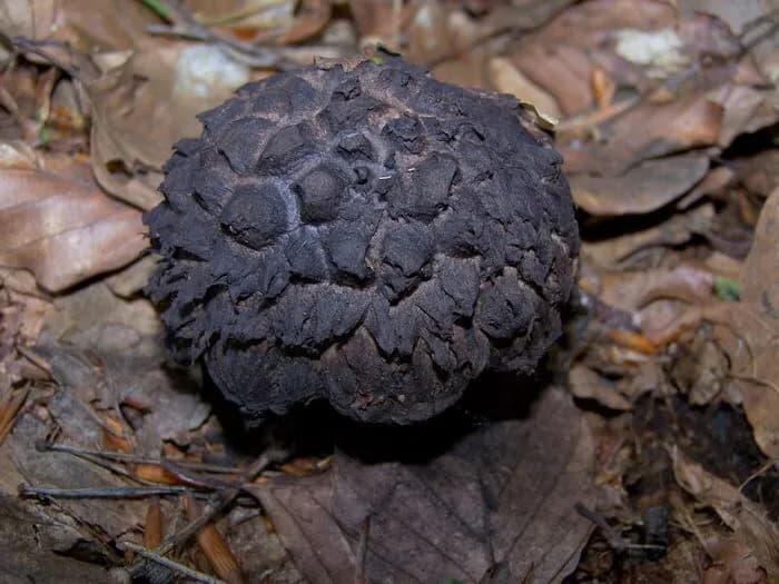 Najniebezpieczniejsze grzyby z łuskami: rozpoznaj i unikaj zatrucia